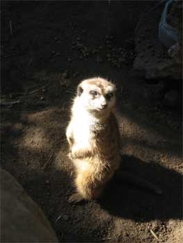 meerkat-small